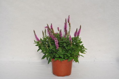 SALVIA-SWIFTY-ROSE-MULTIFLORA-1-5