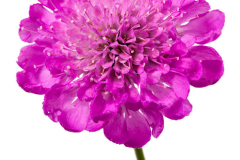 SCABIOSA-GIGA-PINK-053-1-1