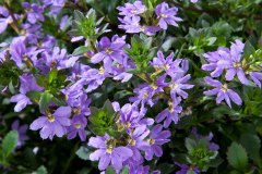 SCAEVOLA-SCAMPI-BLUE-1
