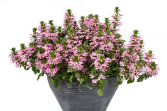 SCAEVOLA-SCAMPI-PINK-039-1