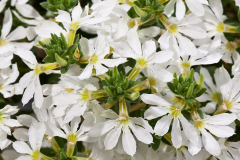SCAEVOLA-SCAMPI-WHITE-74-1-1