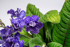STREPTOCARPUS-DOUBLE-BLUE-VEIN-1