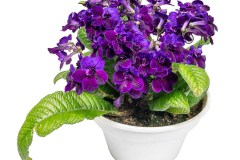 STREPTOCARPUS-DOUBLE-MIDNIGHT1