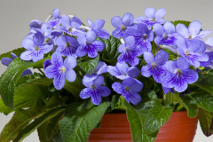 STREPTOCARPUS-LADYSLIPPERS-BLUE-ICE-3