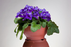 STREPTOCARPUS-LADYSLIPPERS-DEEP-BLUE-VEIN-51-1