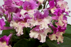 STREPTOCARPUS-LADYSLIPPERS-YELLOW-PINK-CAP-13-1-1