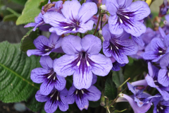 STREPTOCARPUS-LadySlippers-BLUEBERRY-J04-01-2-1-1