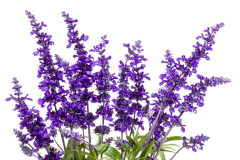 Salvia-Cathedral-Deep-Blue