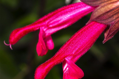 Salvia-Fashion-cherry-22