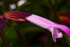 Salvia-Fashion-pink-5