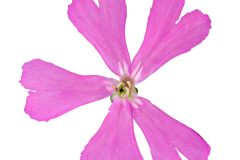 Silene-Carol-Jean-Pink-Flower-1