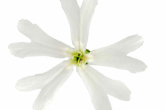 Silene-Carol-Jean-White-Flower-1