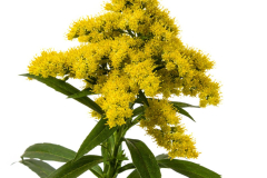 Solidago-spark-plug-72-1