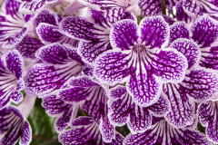 Streptocarpus-Grape-Ice