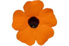 THUNBERGIA-UPRISING-ORANGE