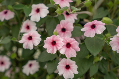 THUNBERGIA-UPRISING-PINK1
