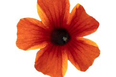 THUNBERGIA-UPRISING-TERRA-COTTA