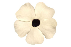 THUNBERGIA-UPRISING-WHITE
