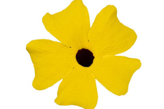 THUNBERGIA-UPRISING-YELLOW