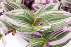 TRADESCANTIA-PISTACHIO-PINK01