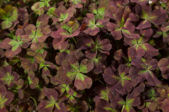 TRIFOLIUM-4-LUCK-COCO-MINT-100-1