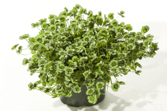 TRIFOLIUM-4-LUCK-GREEN-GLOW-1-1