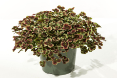 TRIFOLIUM-4-LUCK-RED-GREEN-1-1