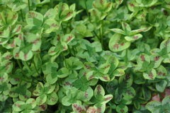 TRIFOLIUM-4-LUCK-RED-STRIPES-2-1