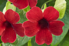 Thunbergia-Uprising-Red