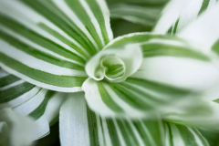 Tradescantia-Pistachio-White_0K6A0879-1