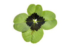 Trifolium-4-Luck-Dark-Eye-151