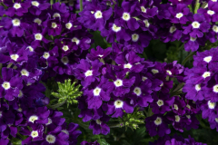 VERBENA-VIVID-BLUE-DELICIOUS-1