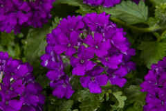 VERBENA-VIVID-DEEP-BLUE-0062-1