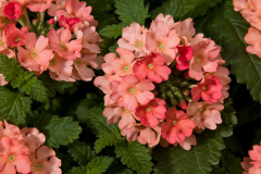 VERBENA-VIVID-PEACH-0076-1