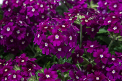 VERBENA-VIVID-PURPLE-DELICIOUS-3-1