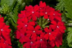 VERBENA-VIVID-RED-36