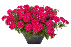 VERBENA-VIVID-ROSE-004-1