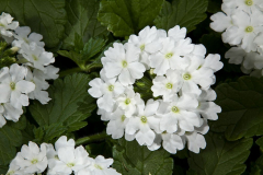 VERBENA-VIVID-WHITE-0069-1