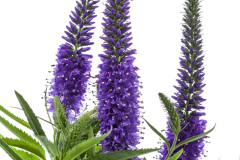 VERONICA-VERNIQUE-BLUE-0048-1-1