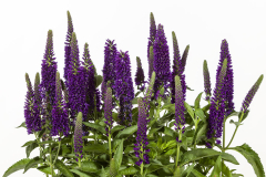 VERONICA-VERNIQUE-DARK-BLUE-03-1