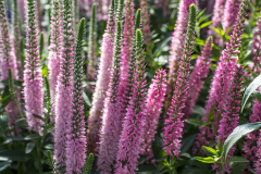 VERONICA-VERNIQUE-PINK-4-1-1