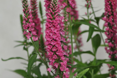 VERONICA-VERNIQUE-RASPBERRY-5
