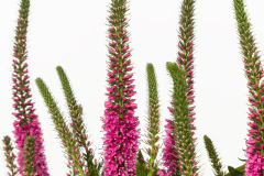 VERONICA-VERNIQUE-ROSE-08