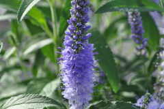 VERONICA-VERNIQUE-SHINING-SEA-0062-1
