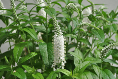 VERONICA-VERNIQUE-WHITE-5