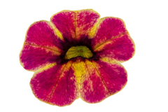 calibrachoa-cielo-firecracker-17