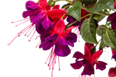 fuchsia-Wb-double-Dark-Eyes-028