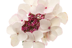 hydrangea-game-changer-white-84-1