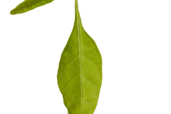 ipomoea-sweet-georgia-fine-lime-199-1