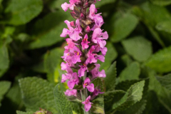 salvia-swifty-rose-multiflora-038